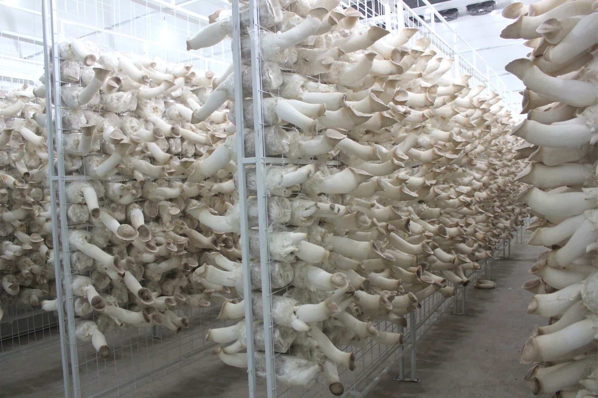 蘑菇養殖溫室 蘑菇養殖溫室