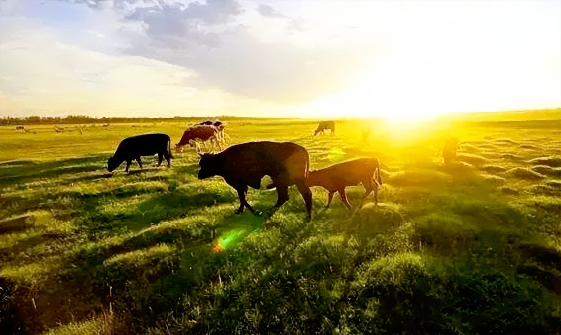 LoRa設(shè)備應(yīng)用在智慧養(yǎng)殖、智慧農(nóng)業(yè)中,發(fā)揮巨大作用 LoRa設(shè)備應(yīng)用在智慧養(yǎng)殖、智慧農(nóng)業(yè)中,發(fā)揮巨大作用