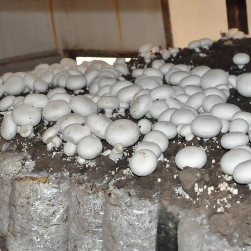 在食用菌菇的栽培上,也逐漸引進了大棚栽培技術(shù) 在食用菌菇的栽培上,也逐漸引進了大棚栽培技術(shù)