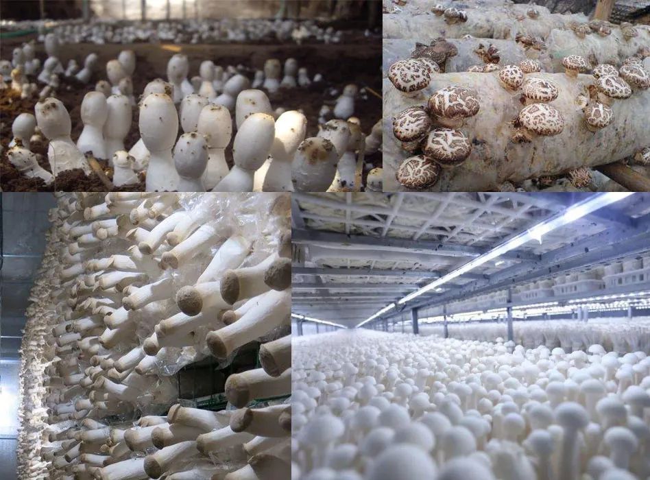 應(yīng)用場景 應(yīng)用場景