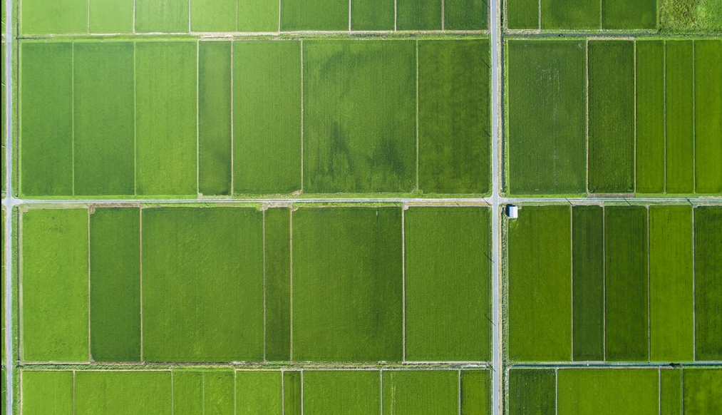 高標(biāo)準(zhǔn)農(nóng)田(數(shù)字化、標(biāo)準(zhǔn)化) 高標(biāo)準(zhǔn)農(nóng)田(數(shù)字化、標(biāo)準(zhǔn)化)