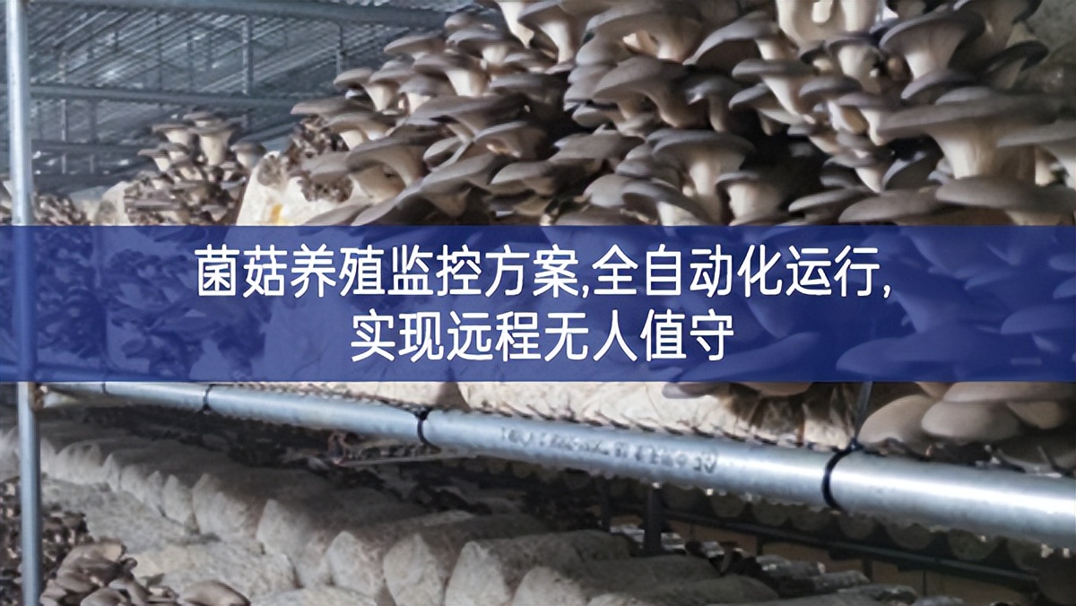 菌菇養殖監控方案,全自動化運行,實現遠程無人值守 菌菇養殖監控方案,全自動化運行,實現遠程無人值守