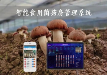  智能食用菌菇房管理系統(tǒng)，物聯(lián)網(wǎng)方案應(yīng)用，打造菌菇種植工廠